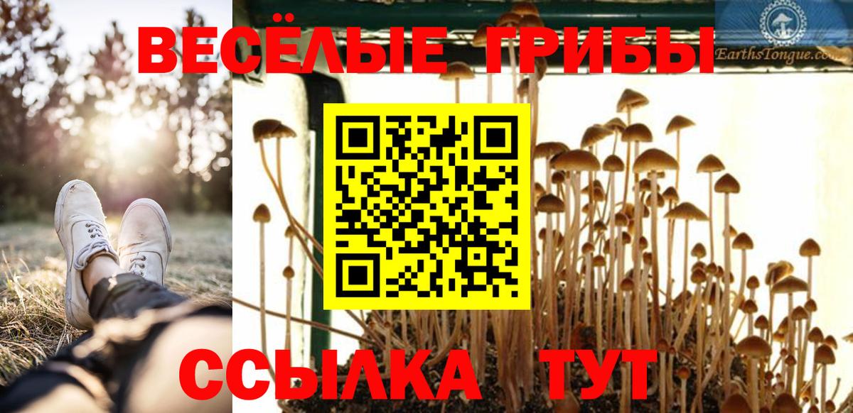 Псилоцибиновые грибы Psilocybe Старый Оскол